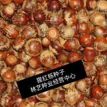 北美美国红橡树栎树白栎娜塔栎猩红栎舒玛栎沼生青冈栎柳叶栎