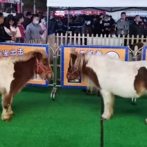 进口设特兰矮马