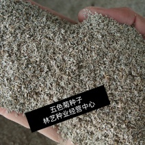 五色菊种子菊花阳台盆栽室内易种庭院观花景观花草花海植物花