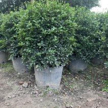 福建茶福建茶球苗木高度40-60cm
