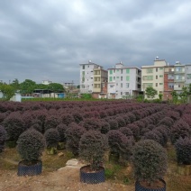 红继木，红花檵木、红梽木、球形红花继木袋苗