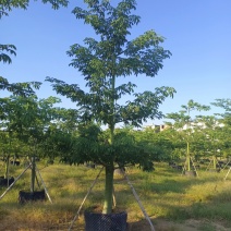 大腹木棉大福木棉树大腹木棉移植苗假植苗