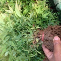 南天竹树苗绿化苗木庭院观果观叶植物南天竺火焰红天竹苗盆景