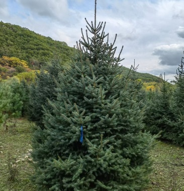 云杉 圣诞树云杉 青扦云杉 规格齐全 价格优惠