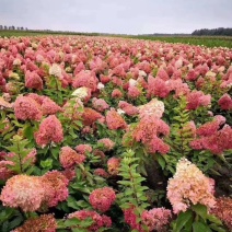 木绣球圆锥绣球绣球花1~4年苗规格齐全
