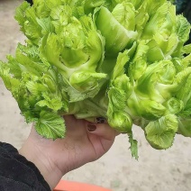 儿菜