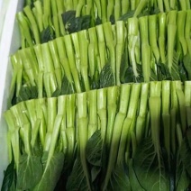 菜苔