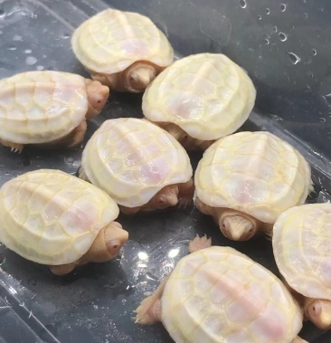 变异白化草龟龟白化草龟苗