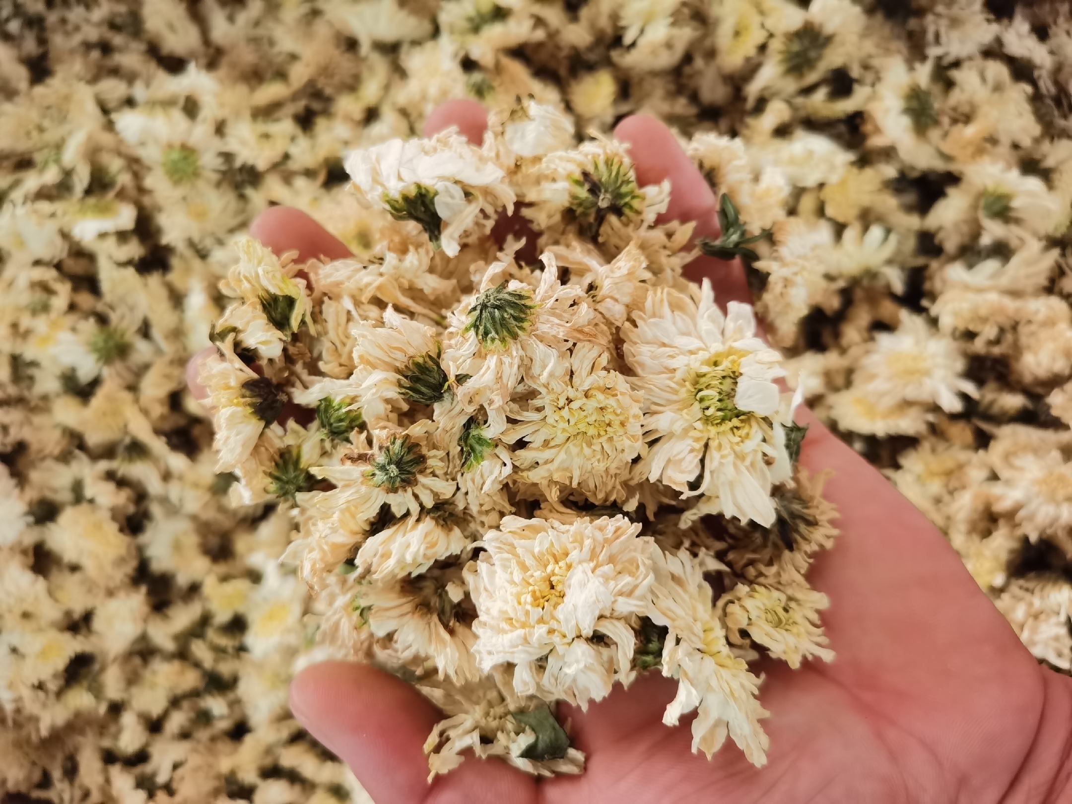 菊花加柠檬加枸杞茶成品图,展示茶汤清澈、食材搭配美观 菊花加柠檬加枸杞茶成品图