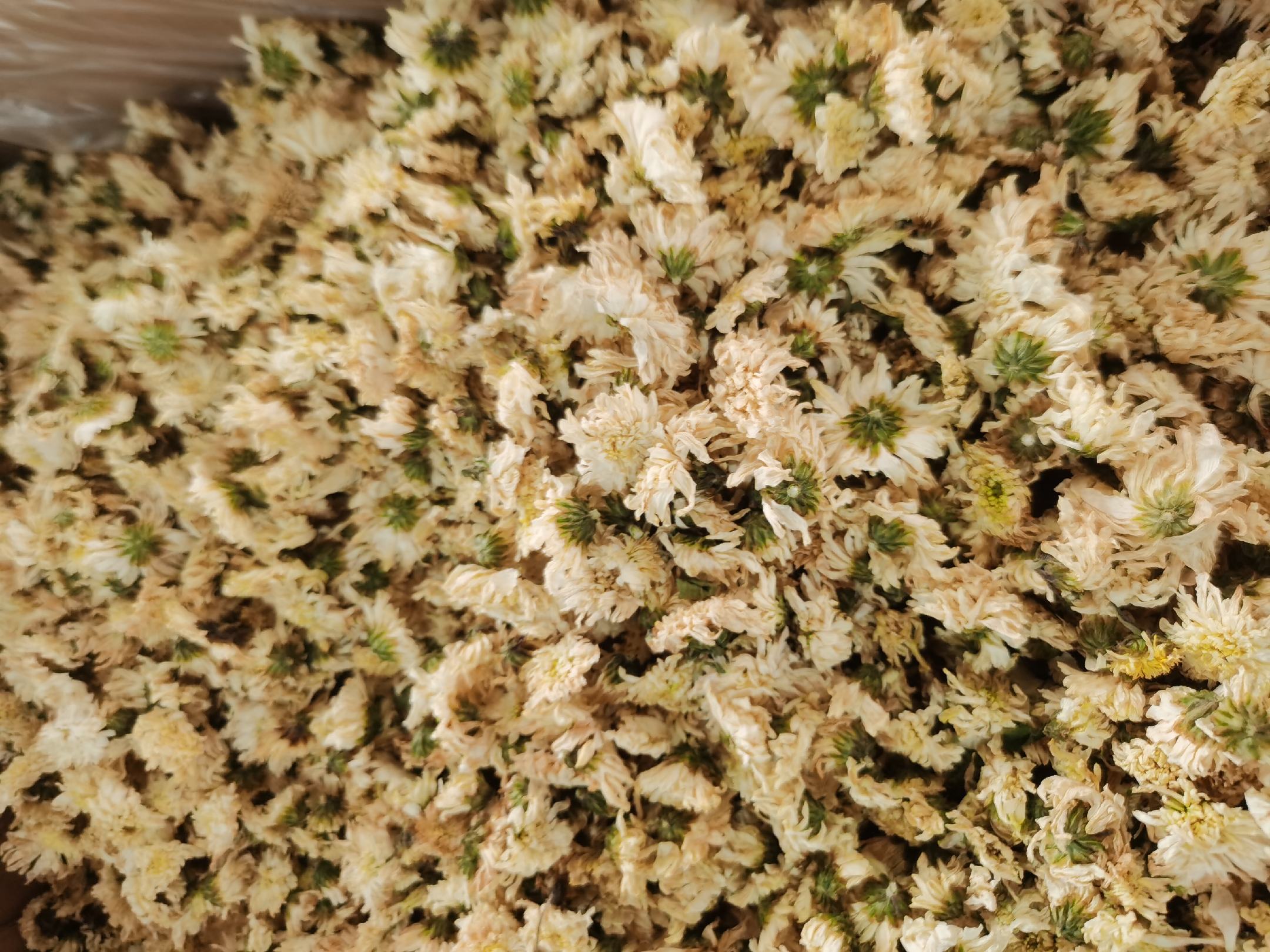 鱼腥草根与芦苇根泡茶图