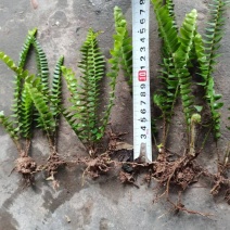 重庆肾蕨苗基地肾蕨精品苗肾蕨装杯苗肾蕨杯苗排骨草排骨苗