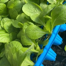 大白菜苗黄芯白菜苗4-6斤吉锦今锦白菜苗根系发达
