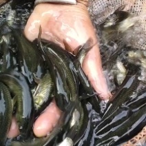 【推荐】青鱼苗是杂食性鱼类生长快基地直发包售后欢迎来电