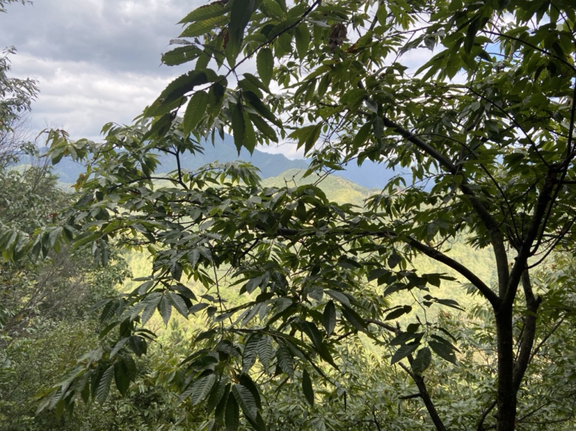 锥栗树在高山林间挺拔生长，远处云雾缭绕