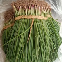 聊城二红洋葱苗，预定中，大量现货供应，二红洋葱苗，6毛钱