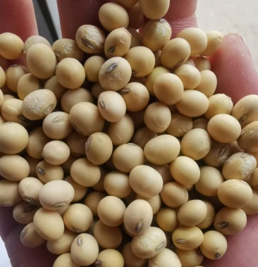 [大豆批发]苏北黑脐王大豆，双比重精选，蛋白高，又名浆王豆价格3.65元/斤 - 一亩田
