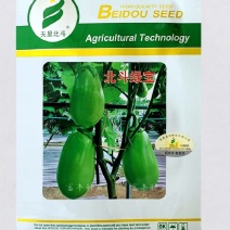 天星北斗绿宝绿茄子种子1000粒，果皮油绿光亮，商品好：