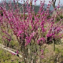 丛生紫荆冠幅150-250公分供应