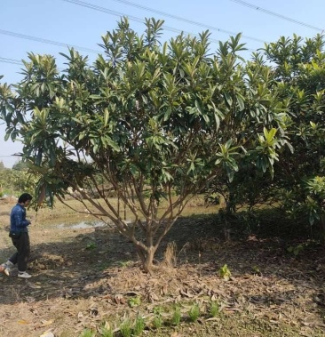 [枇杷树批发]供丛生枇杷,单杆枇杷6-16公分价格350.00元/棵 - 一亩田