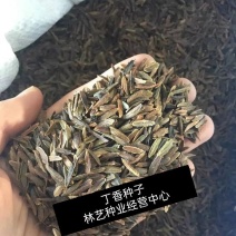 紫丁香种子丁香树种子北方耐寒优质紫丁香花种子暴马丁香