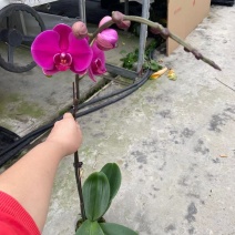 大辣椒
