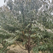 碧桃，紫叶碧桃，红叶桃，花桃，桃花，桃树6-15公分出售