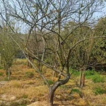 供应斜飘红梅，造型红梅10-25公分