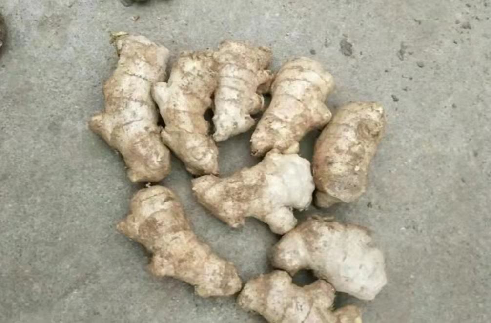 新姜与老姜对比图