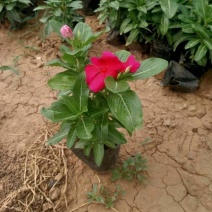 长春花盆栽天天开四季梅带花苞庭院客厅花卉植物室内好养四季