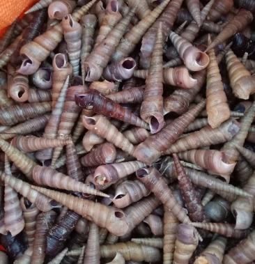 红色大钉螺钉螺成数9成