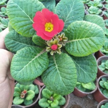报春花盆栽四季开花花苗重瓣室外阳台室内花卉庭院植物耐寒