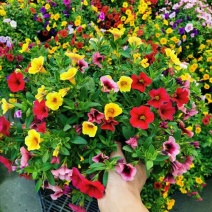 百万小玲盆栽舞春花矮牵牛花卉阳台庭院垂吊开花植物四季花苗