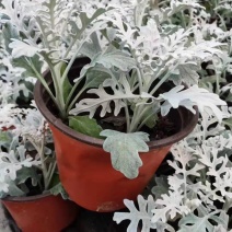 银叶菊盆栽花苗雪叶菊冬季庭院耐寒绿化植物芙蓉菊多年生
