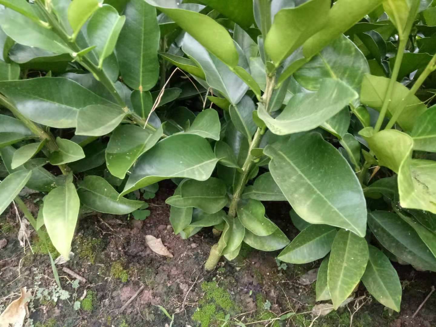 新鲜柚子叶实物图,叶片呈鲜绿色,表面光滑,带有清香 柚子叶实物图