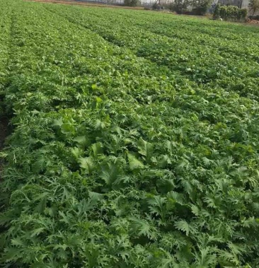 雪里红杆长50至60公分