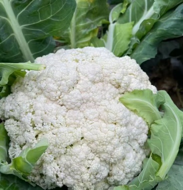 青梗白面散花大量鲜货自产自销质量保证