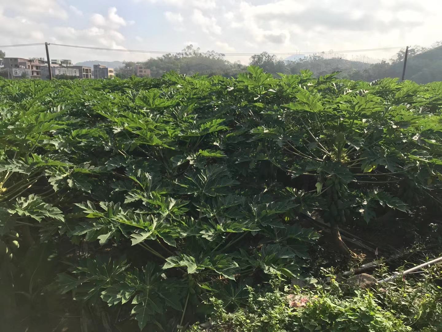 木瓜标准化种植示范基地全景