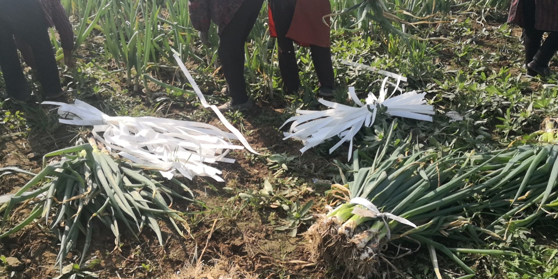 现代化蔬菜加工车间内,工作人员正在电脑前操作农产品追溯系统,屏幕上显示大通鸡腿葱的种植地块编号、施肥记录、农残检测结果等信息,旁边堆放着贴有二维码标签的纸箱 大通鸡腿葱包装车间内的二维码追溯系统操作台