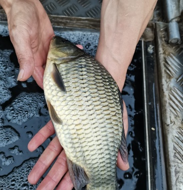 [鲫鱼批发]长期大量供应批发精品鲫鱼,成品鱼,包新鲜,包质量,包运输