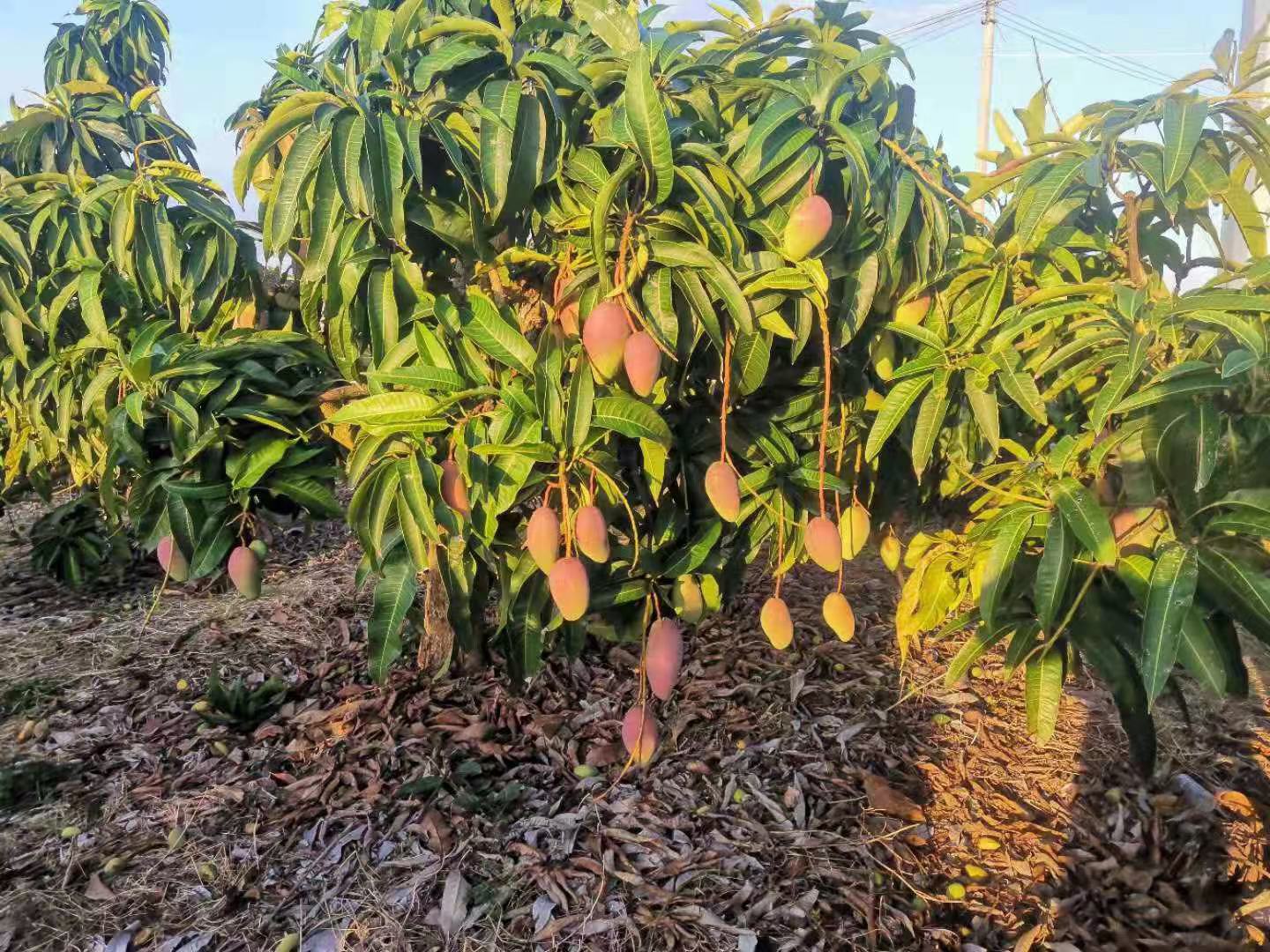 广西台芒成熟果园