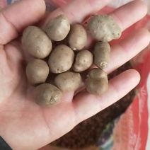 有1000多斤山药豆卖