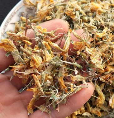 金雀花中药材天然纯阳雀花锦鸡儿金雀花干货