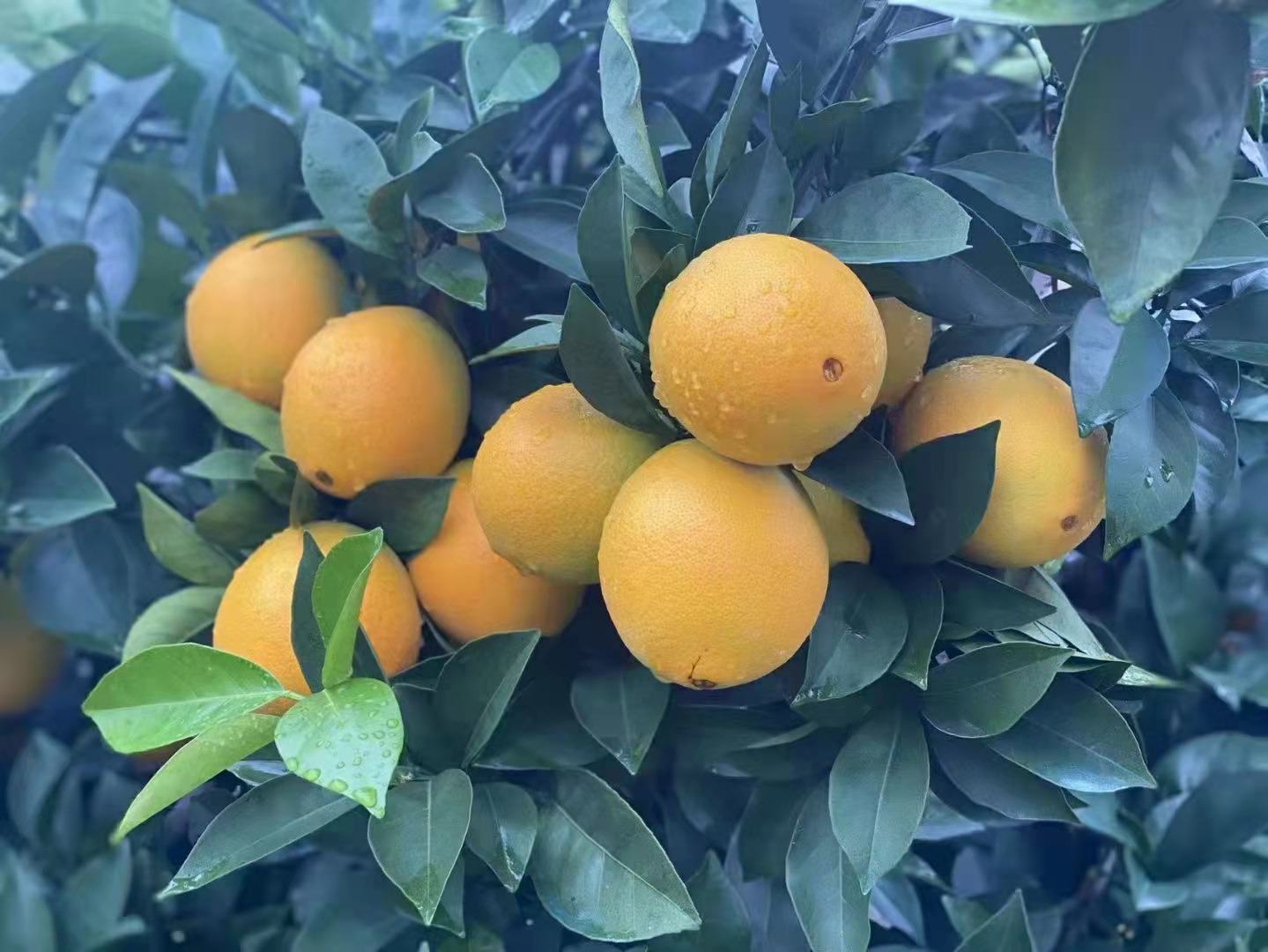 一片阳光明媚的甜橙果园,橙树整齐排列,果实挂满枝头,呈现出成熟的金黄色 果园中的甜橙树