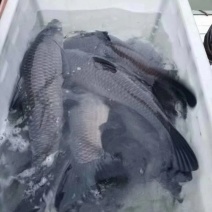 湖北青鱼[深水库原生态喂养黑鲩青鱼]
