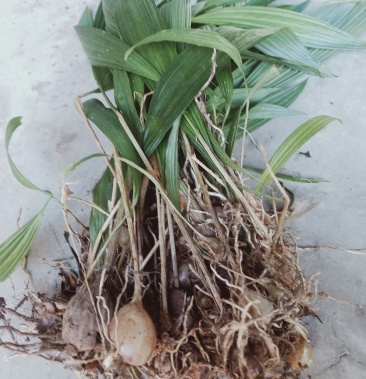 [白芨批发]云南独叶白芨,独蒜子,水白芨,数量不多,预定下单价格12.