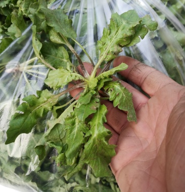 [荠菜批发]荠荠菜价格2.00元/斤 - 一亩田