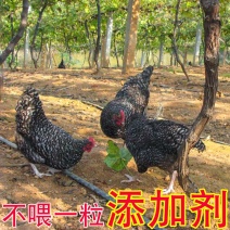 黑芦花鸡苗优质芦花鸡苗打好疫苗质量好卢花鸡苗包路损打针