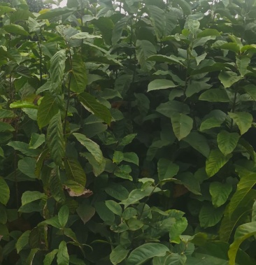 精品辛夷小苗大量供应一手货源根系发达成活率高