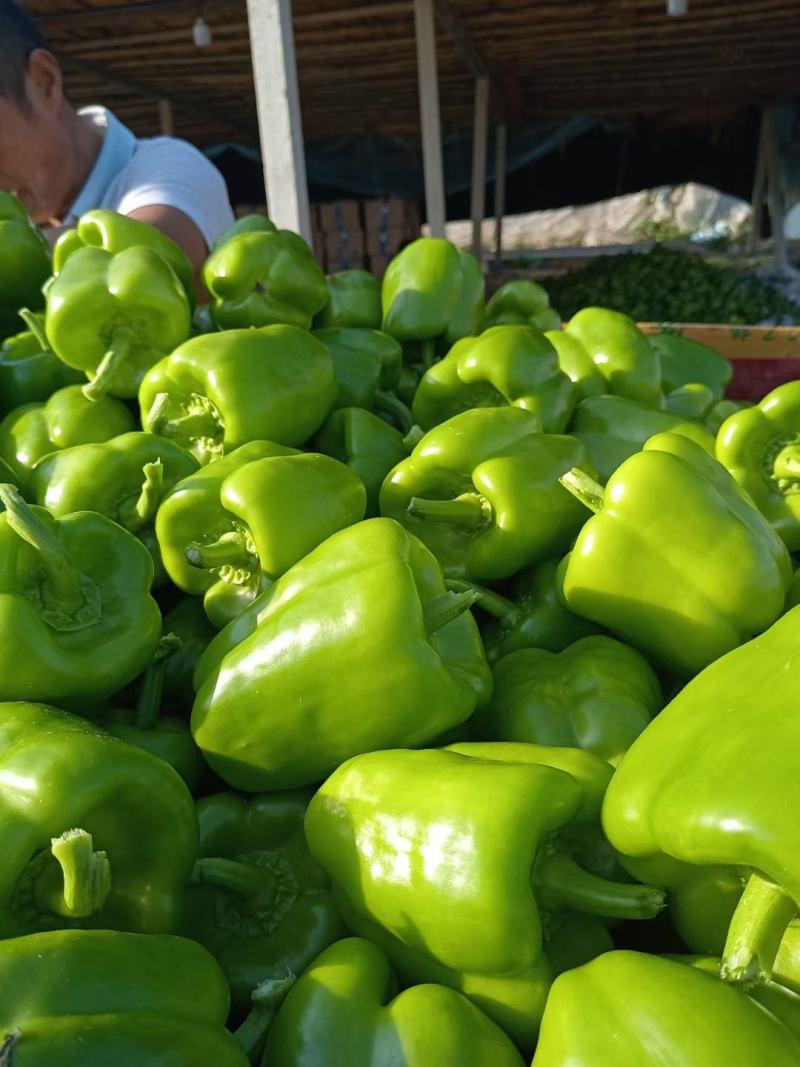 圆椒 5cm以上,大棚方椒,质量不错,一手货源