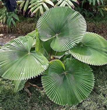 [棕榈树批发]圆叶轴榈价格5.00元/棵 - 一亩田